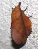 210127 – Photo : alain Roujas – France (31)